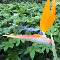 Piante uccello del paradiso sterlizia