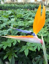 Piante uccello del paradiso sterlizia