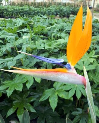 Piante uccello del paradiso sterlizia