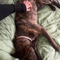 Cucciolo cane tigrato vaccino adotta dolce
