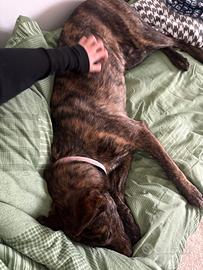 Cucciolo cane tigrato vaccino adotta dolce