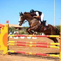 Cavallo da salto irlandese