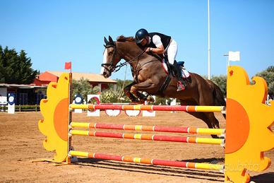 Cavallo da salto irlandese