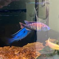 Ciclidi Malawi Disponibili nuovi nati