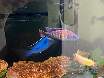 Ciclidi Malawi Disponibili nuovi nati