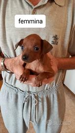 Cuccioli pinscher nano