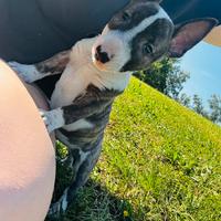 Bull terrier miniature micro