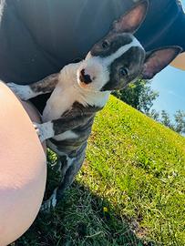 Bull terrier miniature micro