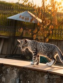 Dolcissimi Gattini di Due Mesi