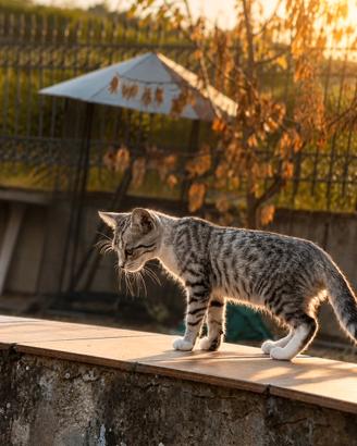 Dolcissimi Gattini di Due Mesi