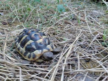 Testudo hermanni