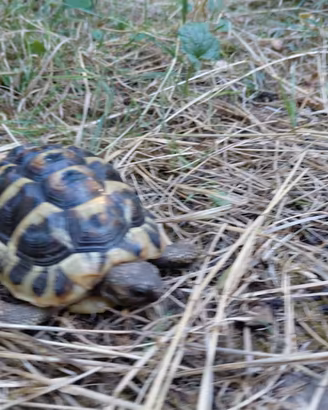 Testudo hermanni