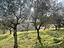 Immagine 10