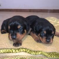 Rottweiler