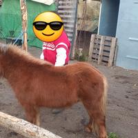 Miny pony