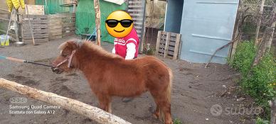 Miny pony