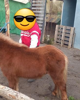 Miny pony
