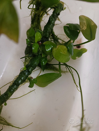 Anubias nana e myriophyllum acquario