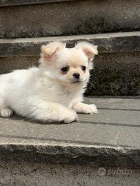 Cane Chihuahua pelo lungo
