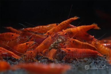 Neocaridina Davidi Orange Sakura