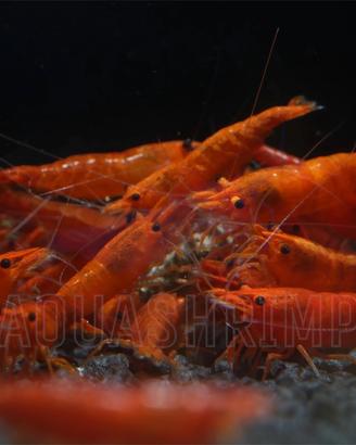 Neocaridina Davidi Orange Sakura