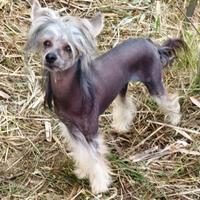 Chinese crested dog maschio