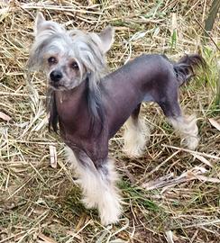 Chinese crested dog maschio