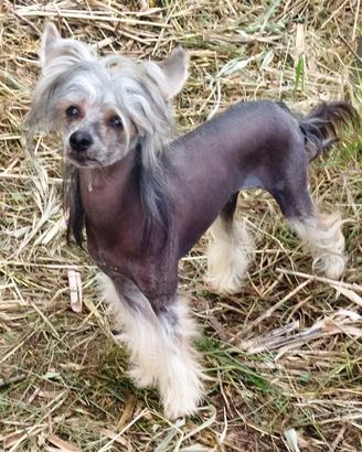 Chinese crested dog maschio