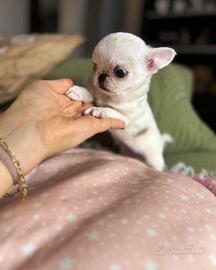 Chihuahua