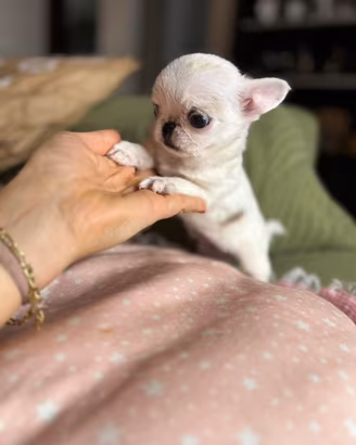 Chihuahua