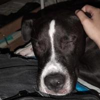 Cucciolo Amstaff di 10 mesi