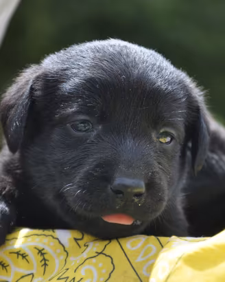 Ultimi due cuccioli labrador con pedigree enci