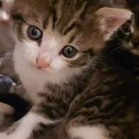 Gattino metá siberiano 2 mesi