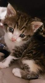 Gattino metá siberiano 2 mesi