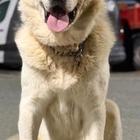 Pastore dell Asia centrale per monte