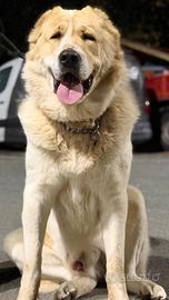 Pastore dell Asia centrale per monte