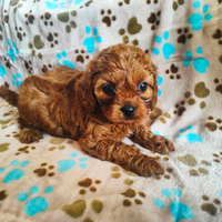 Cavalier king x Barboncino cuccioli