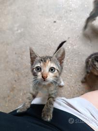 Regalasi Gattini