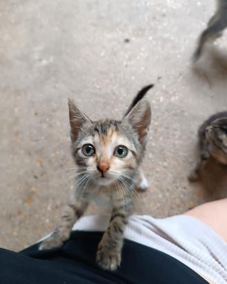 Regalasi Gattini