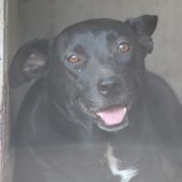 Molly 4 anni t/medio/contenuta