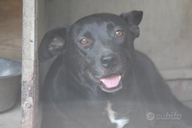 Molly 4 anni t/medio/contenuta