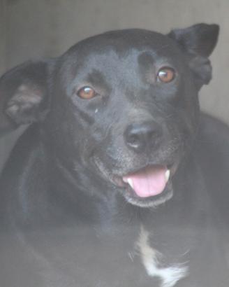 Molly 4 anni t/medio/contenuta