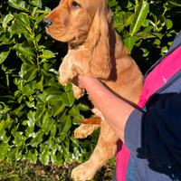 Cocker con Attacco Orecchie Basse