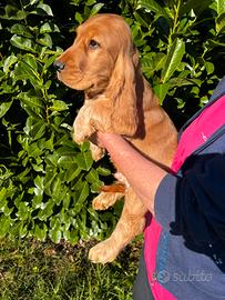Cocker con Attacco Orecchie Basse
