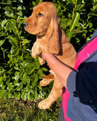 Cocker con Attacco Orecchie Basse