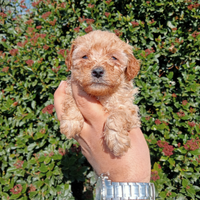 Femmina barboncino nano