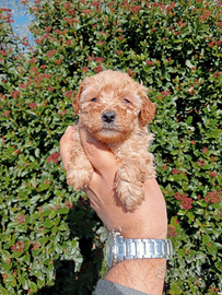 Femmina barboncino nano