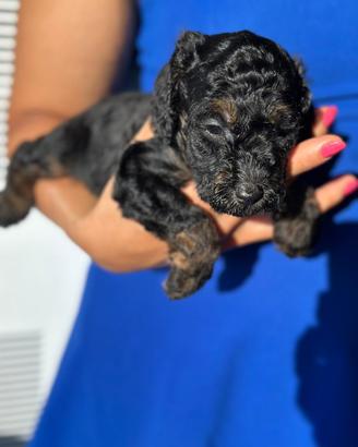 Cucciolo di barboncino