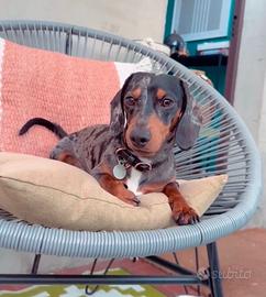 Bassotto Kaninchen Arlecchino Accoppiamento