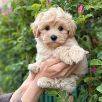 Maltipoo femmina